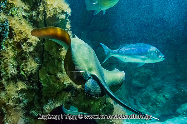 Ρόδος Ενυδρείο Φωτογραφίες - Μιχάλης Γύζης